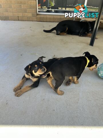 Pure bred kelpie pups!