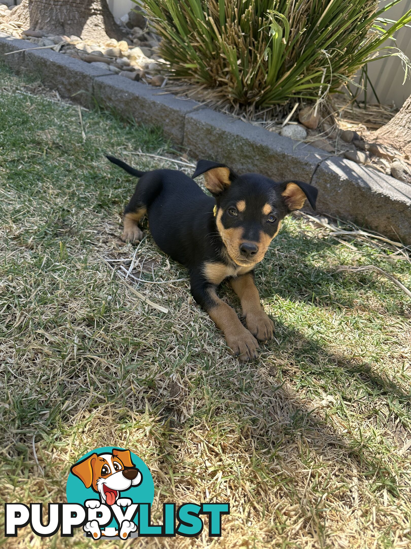 Pure bred kelpie pups!