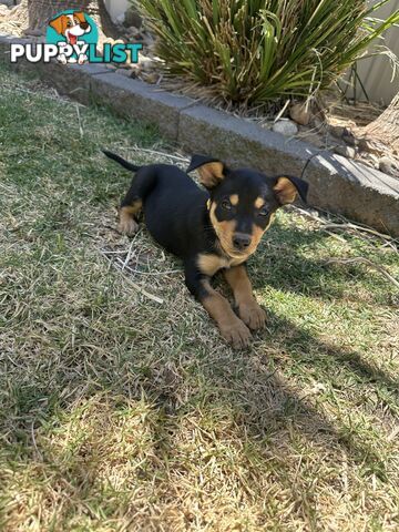 Pure bred kelpie pups!