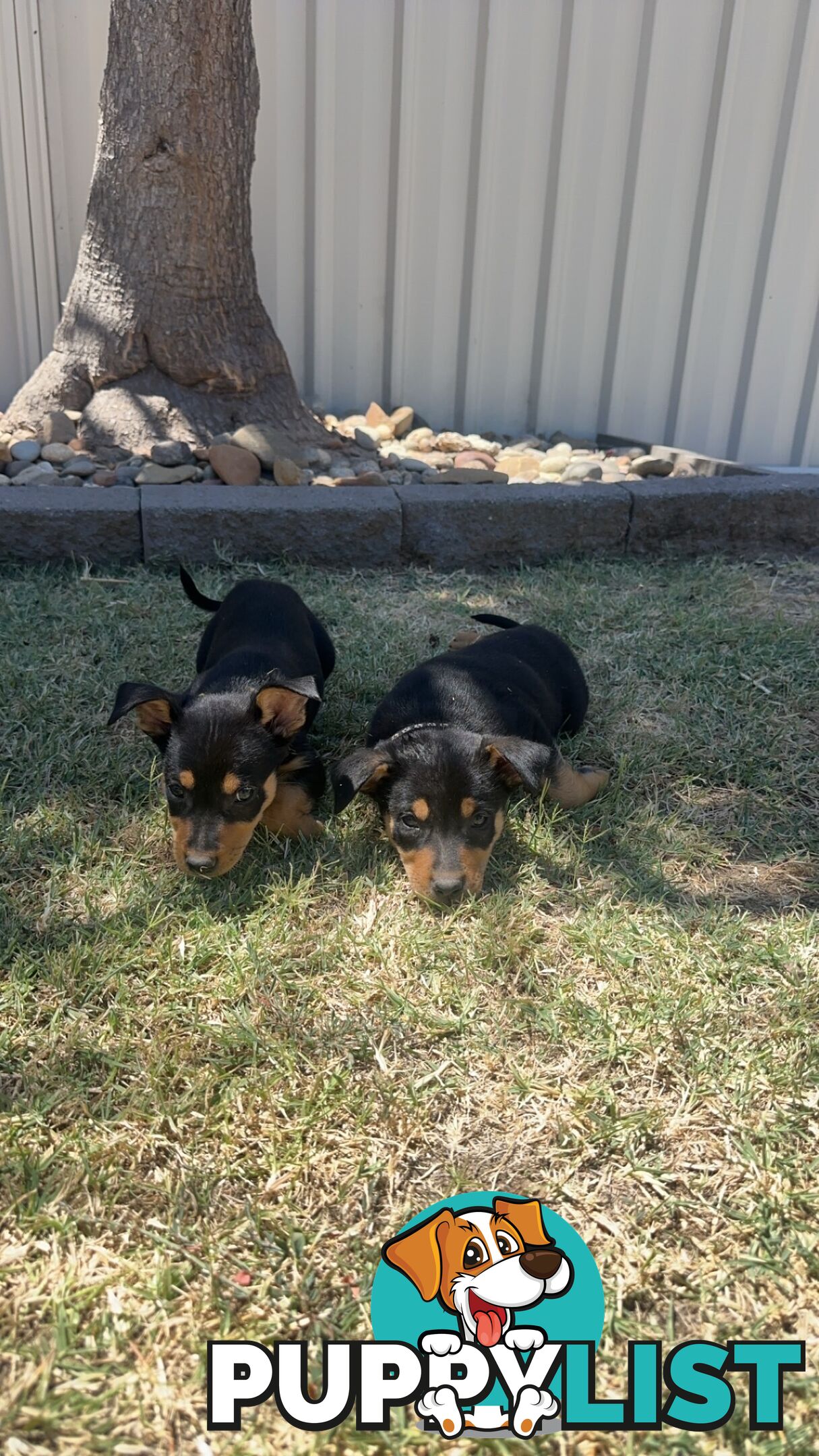 Pure bred kelpie pups!