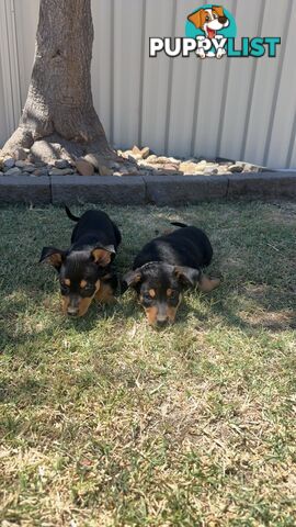 Pure bred kelpie pups!