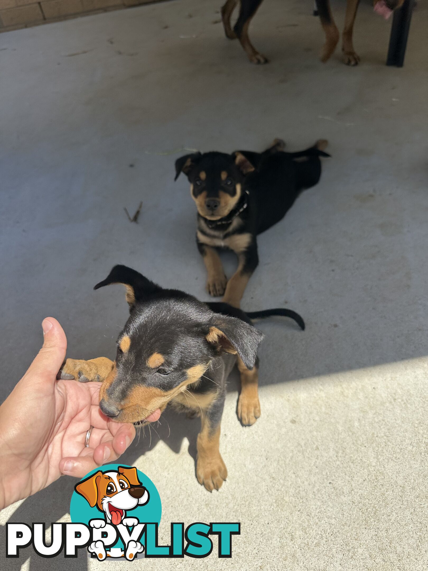 Pure bred kelpie pups!