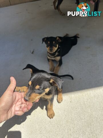 Pure bred kelpie pups!