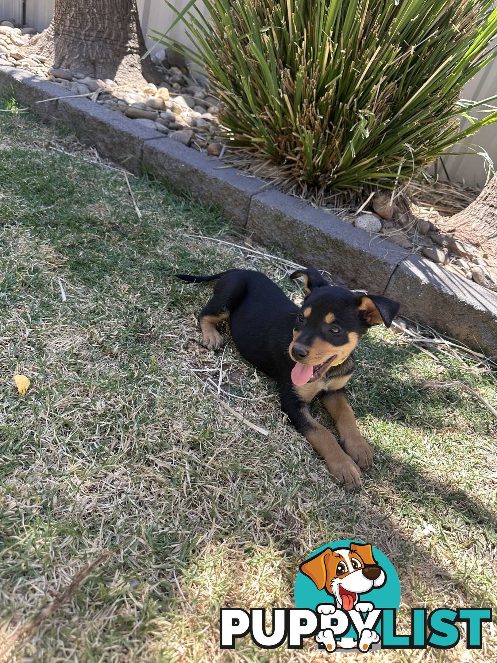 Pure bred kelpie pups!