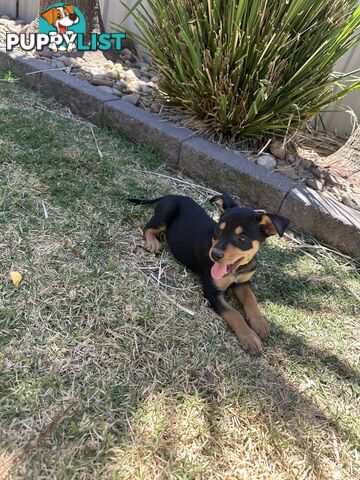 Pure bred kelpie pups!