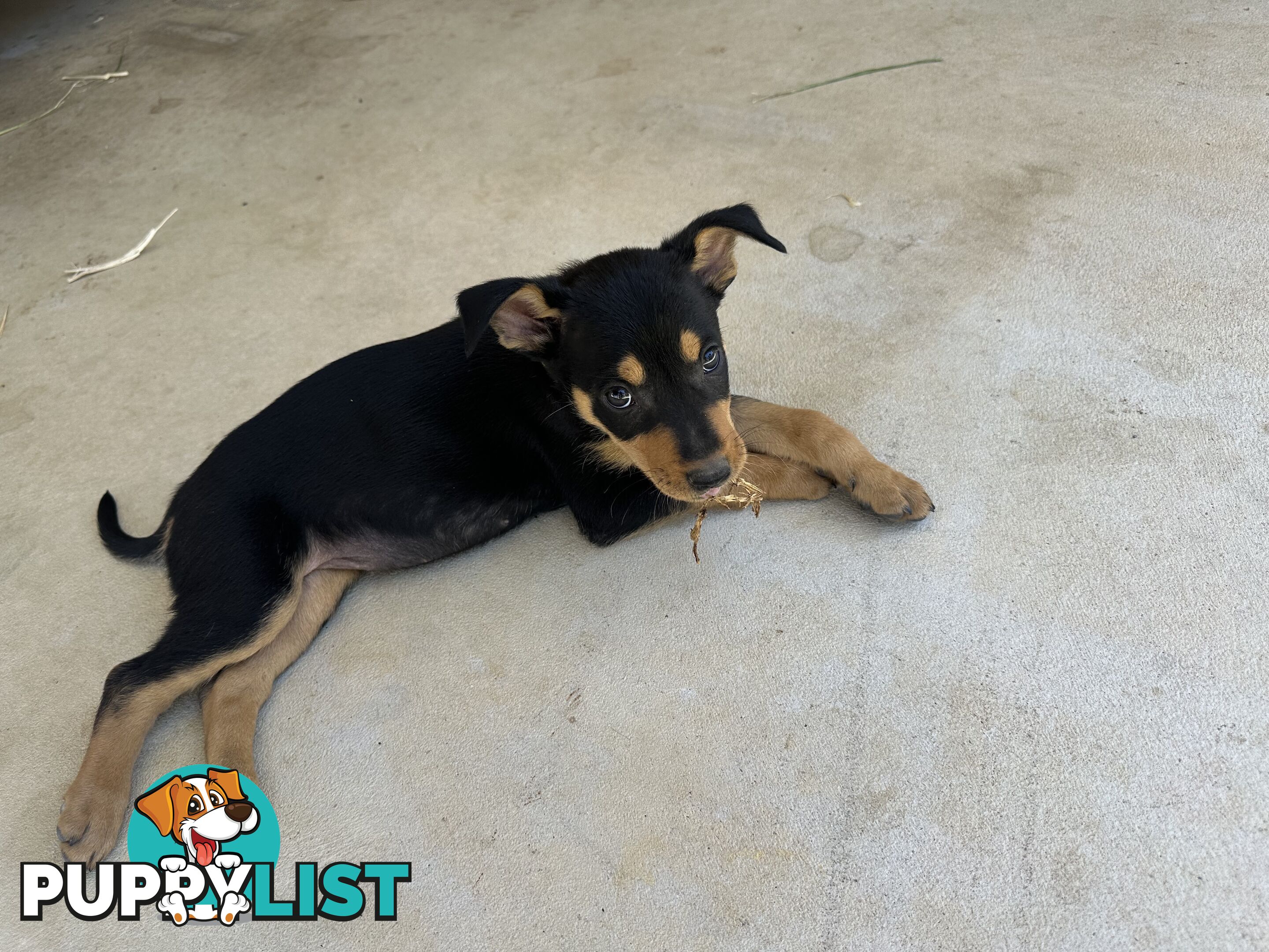 Pure bred kelpie pups!