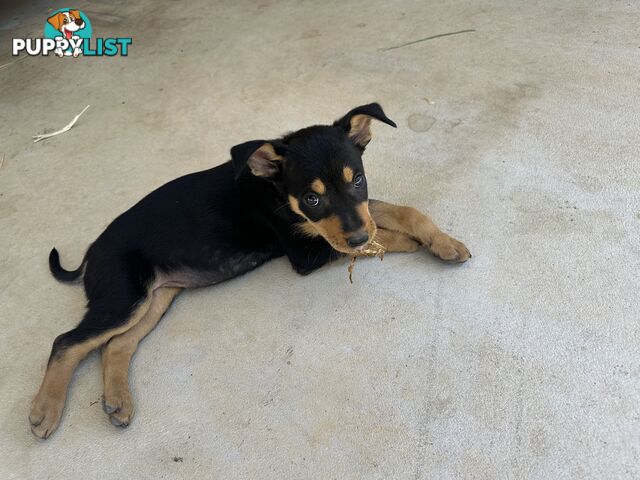 Pure bred kelpie pups!