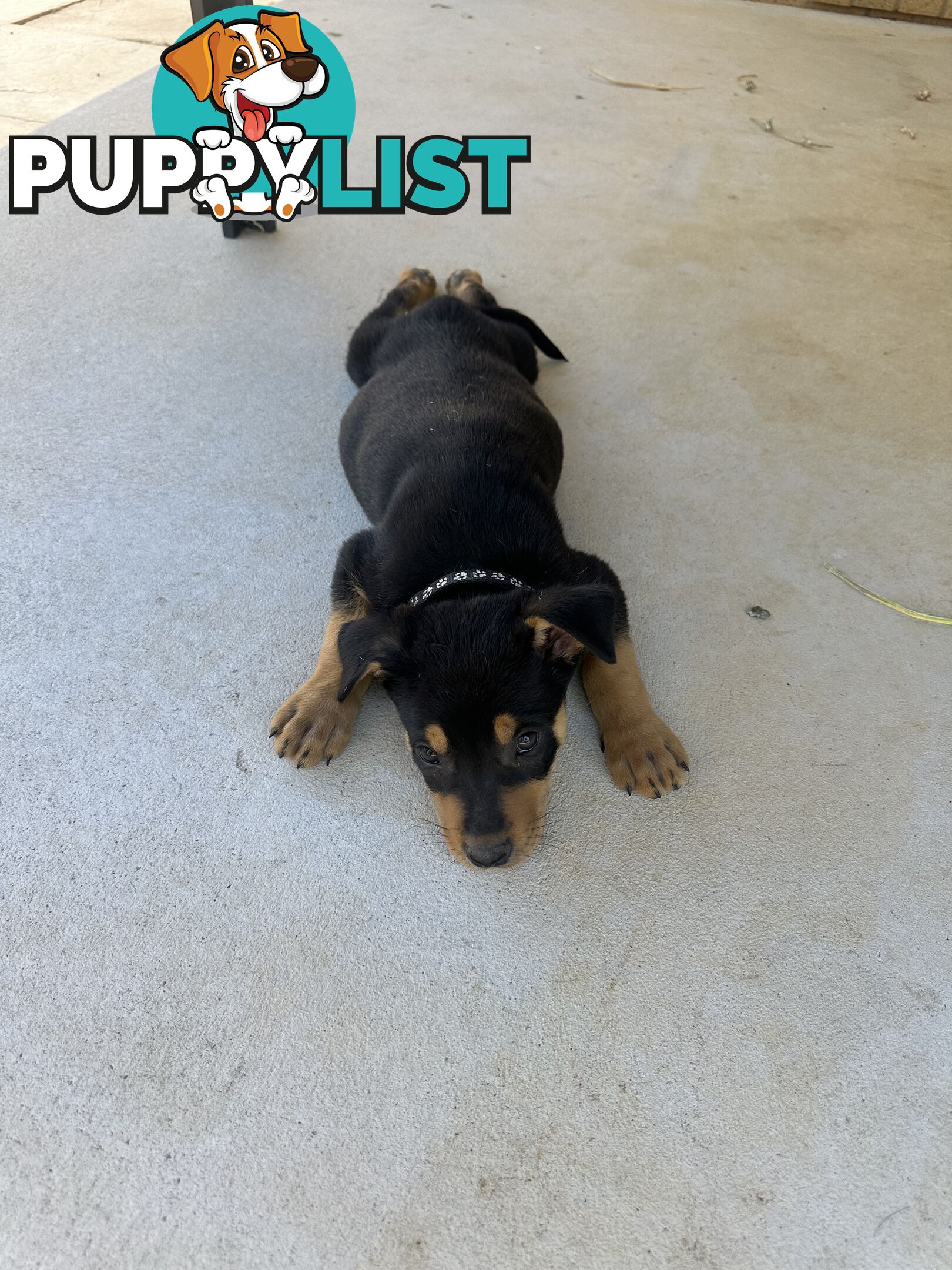 Pure bred kelpie pups!