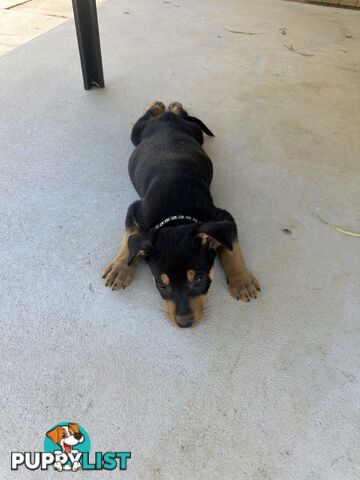 Pure bred kelpie pups!