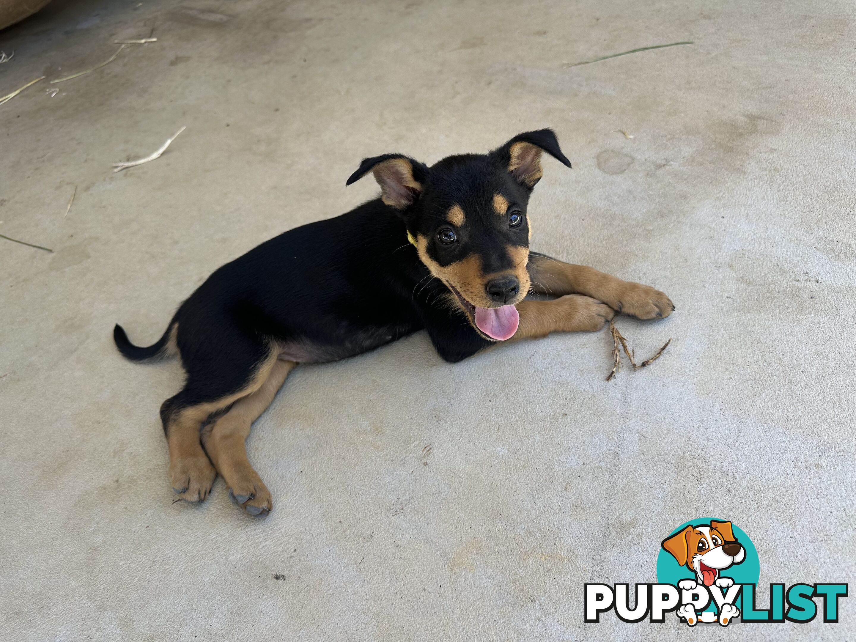 Pure bred kelpie pups!