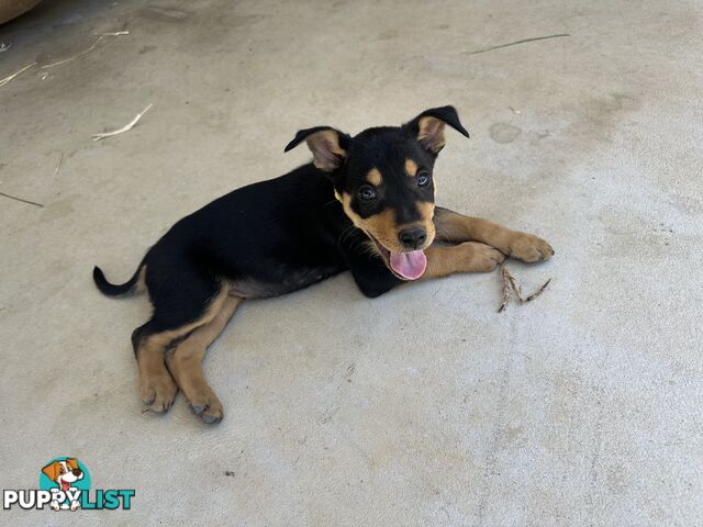 Pure bred kelpie pups!