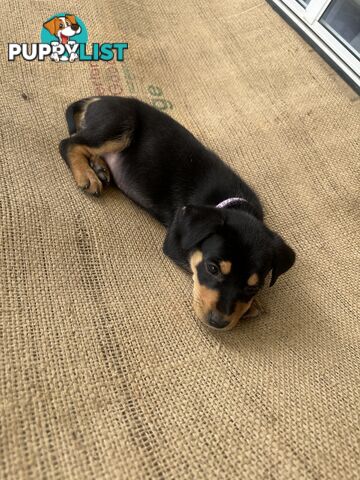 Pure bred kelpie pup!