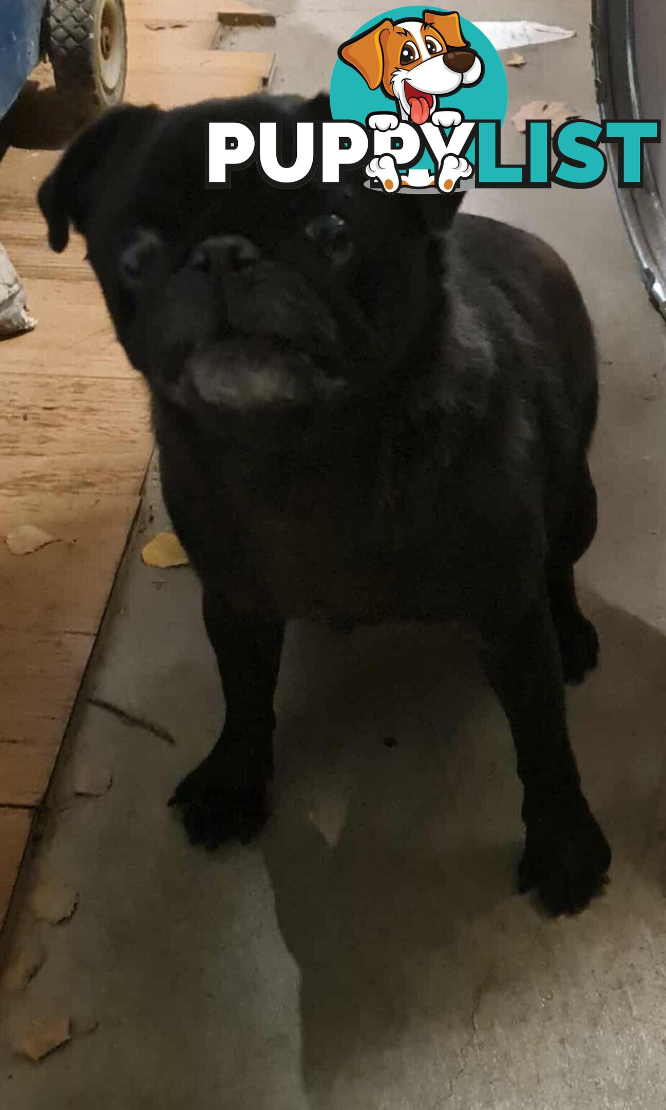 Molly The Pug