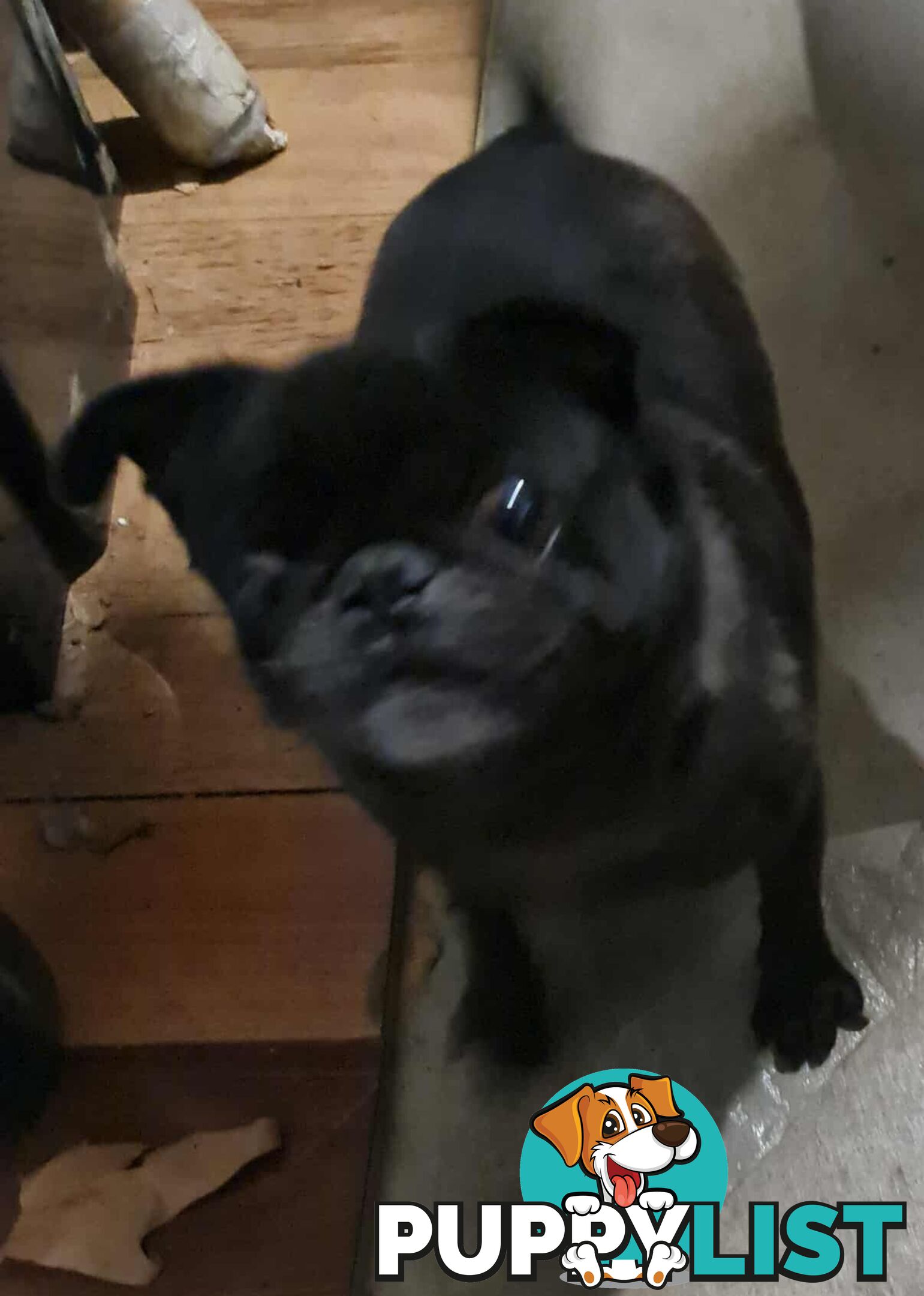 Molly The Pug