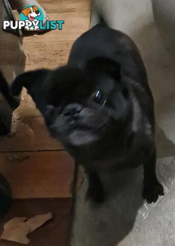 Molly The Pug