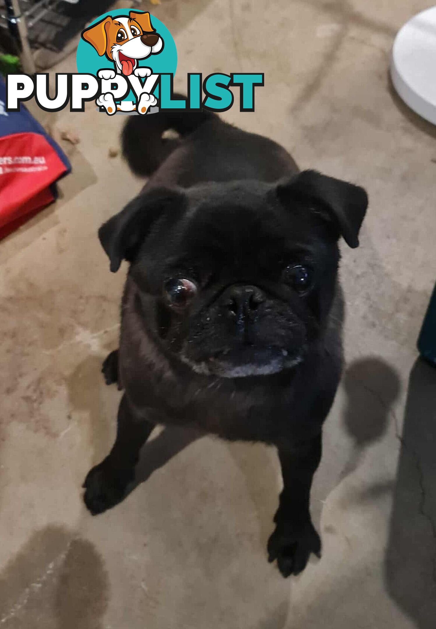 Molly The Pug