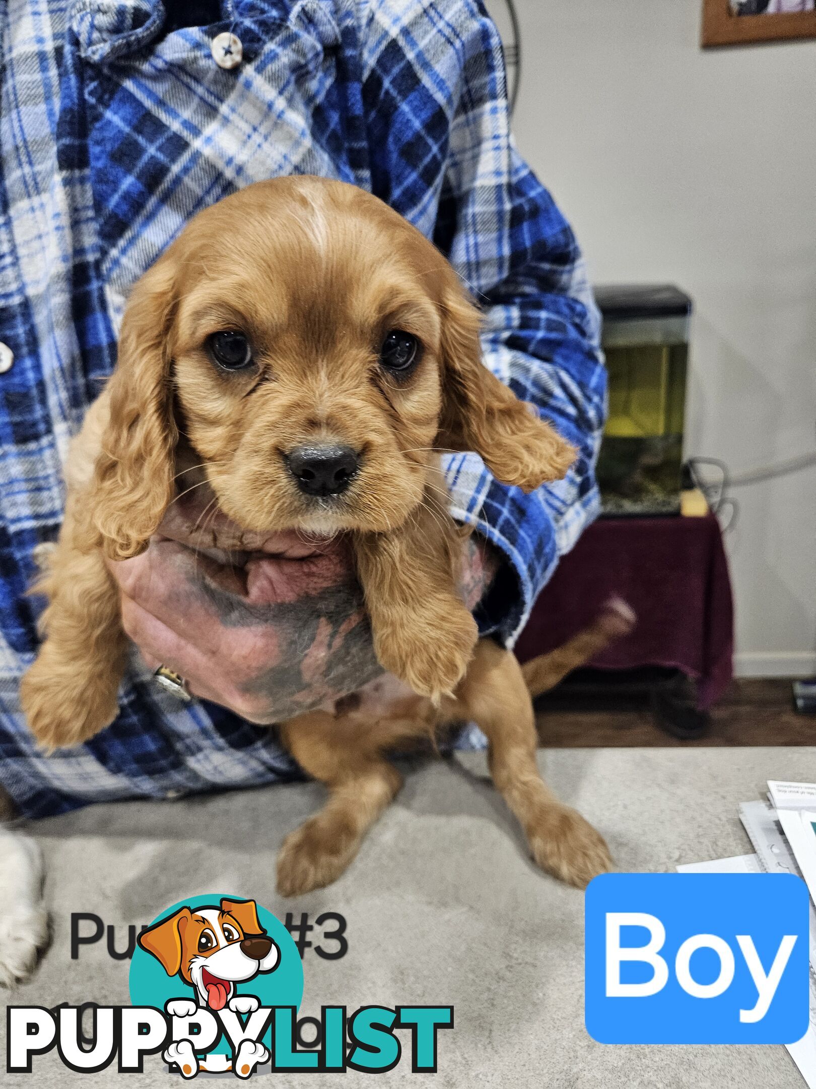 King Charles Cavalier pup