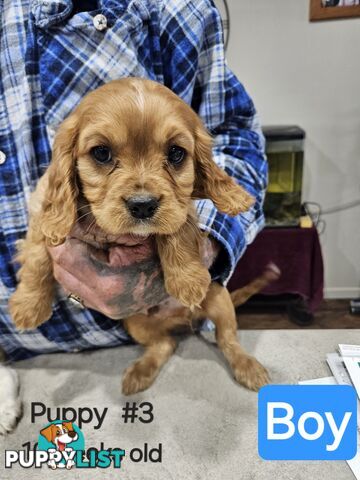 King Charles Cavalier pup