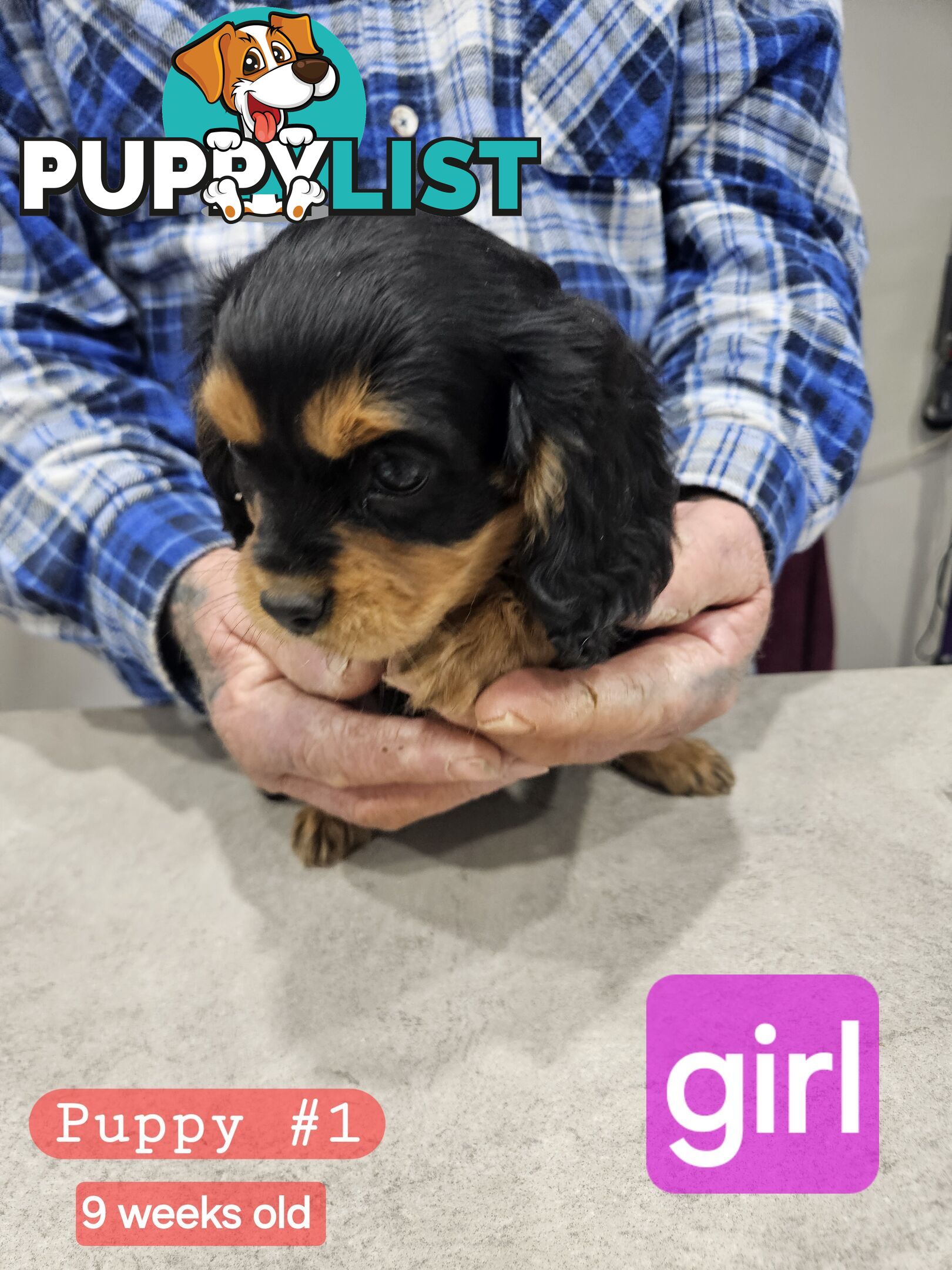 King Charles Cavalier pup