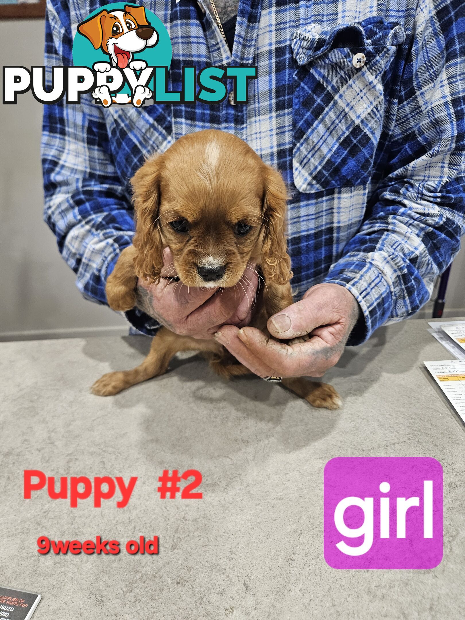 King Charles Cavalier pup