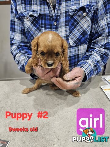 King Charles Cavalier pup