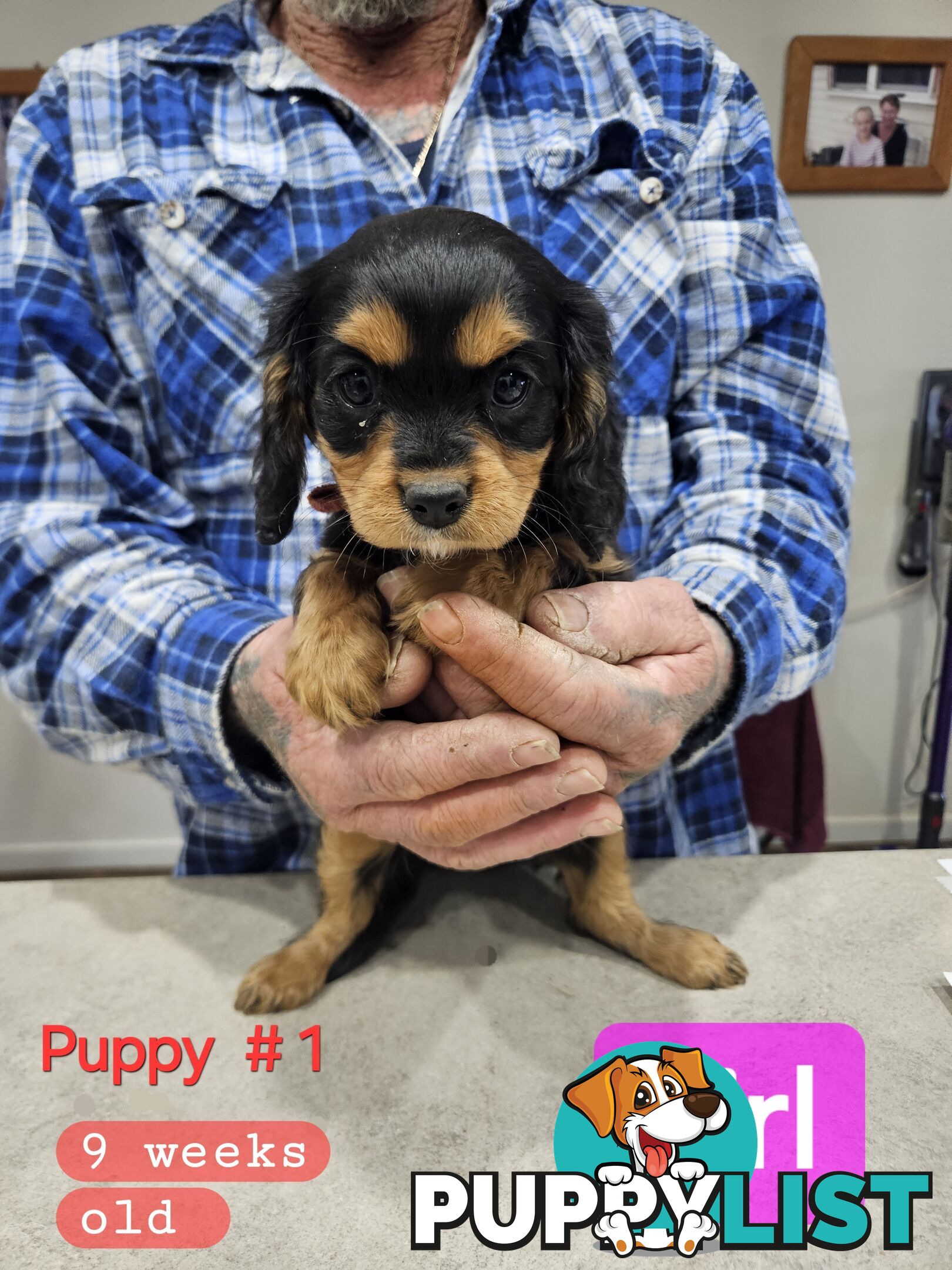 King Charles Cavalier pup