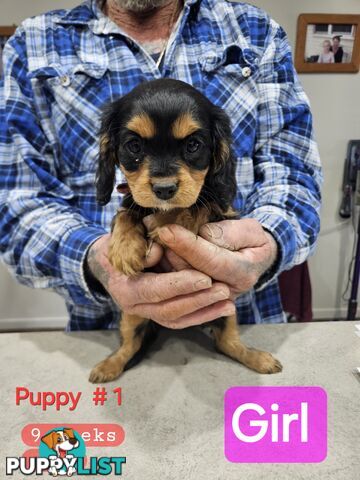 King Charles Cavalier pup