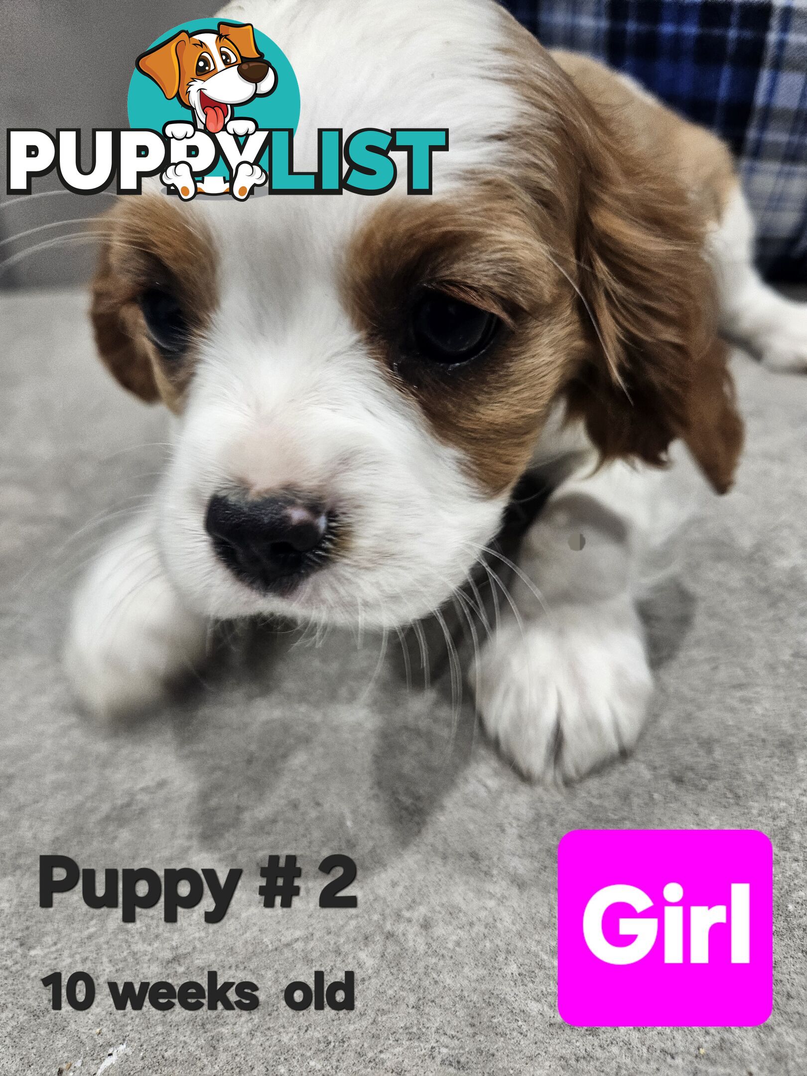 King Charles Cavalier pup