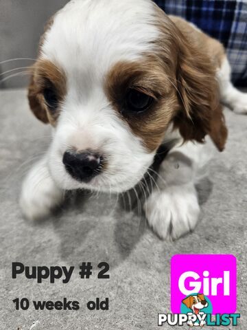 King Charles Cavalier pup