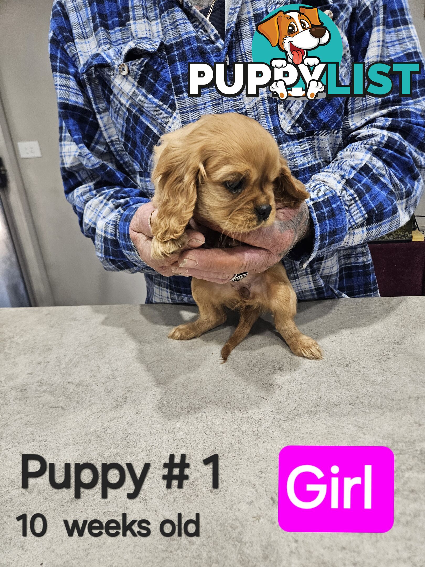 King Charles Cavalier pup