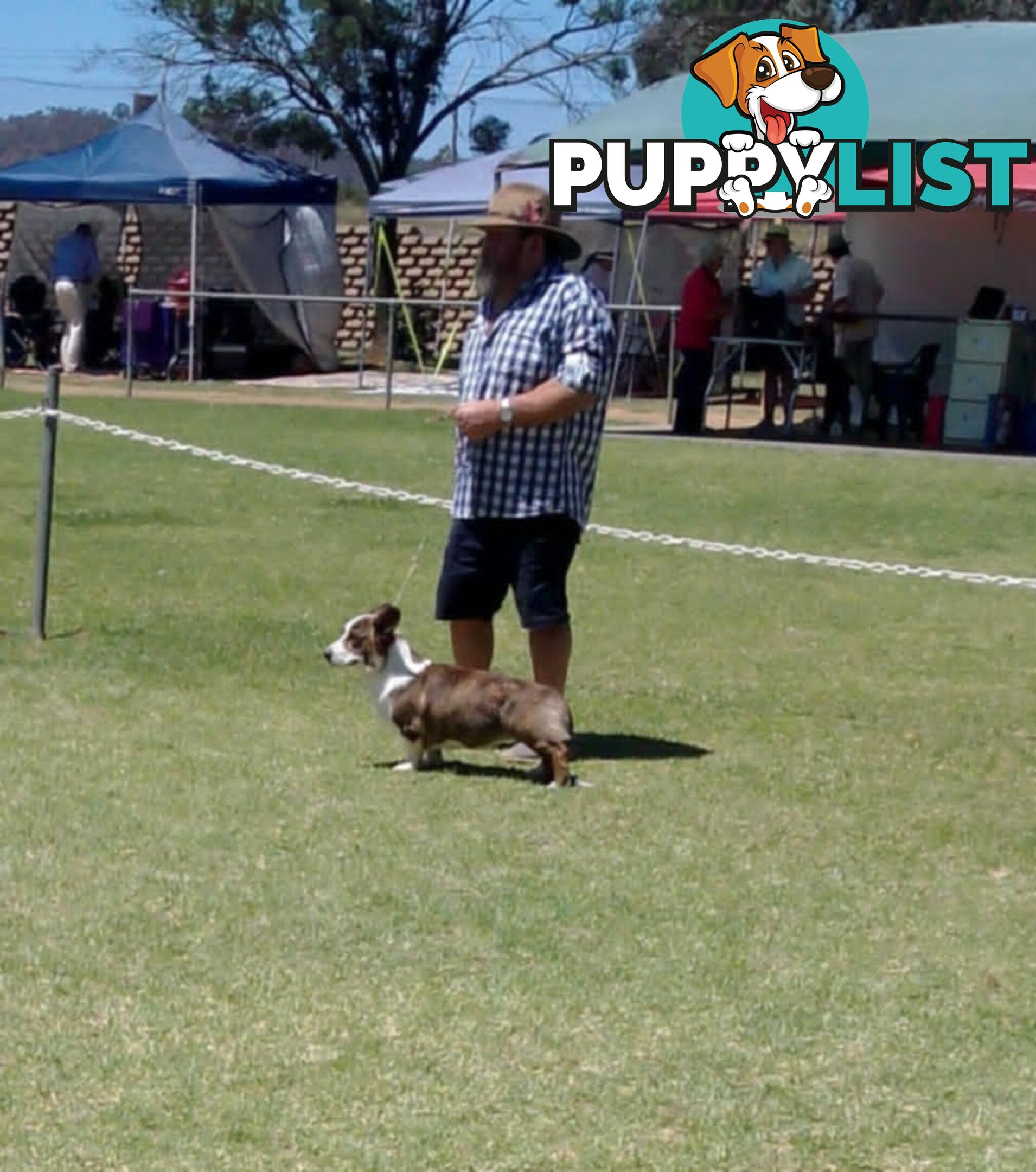 Welsh Corgi Cardigan Puppies ready for their new homes