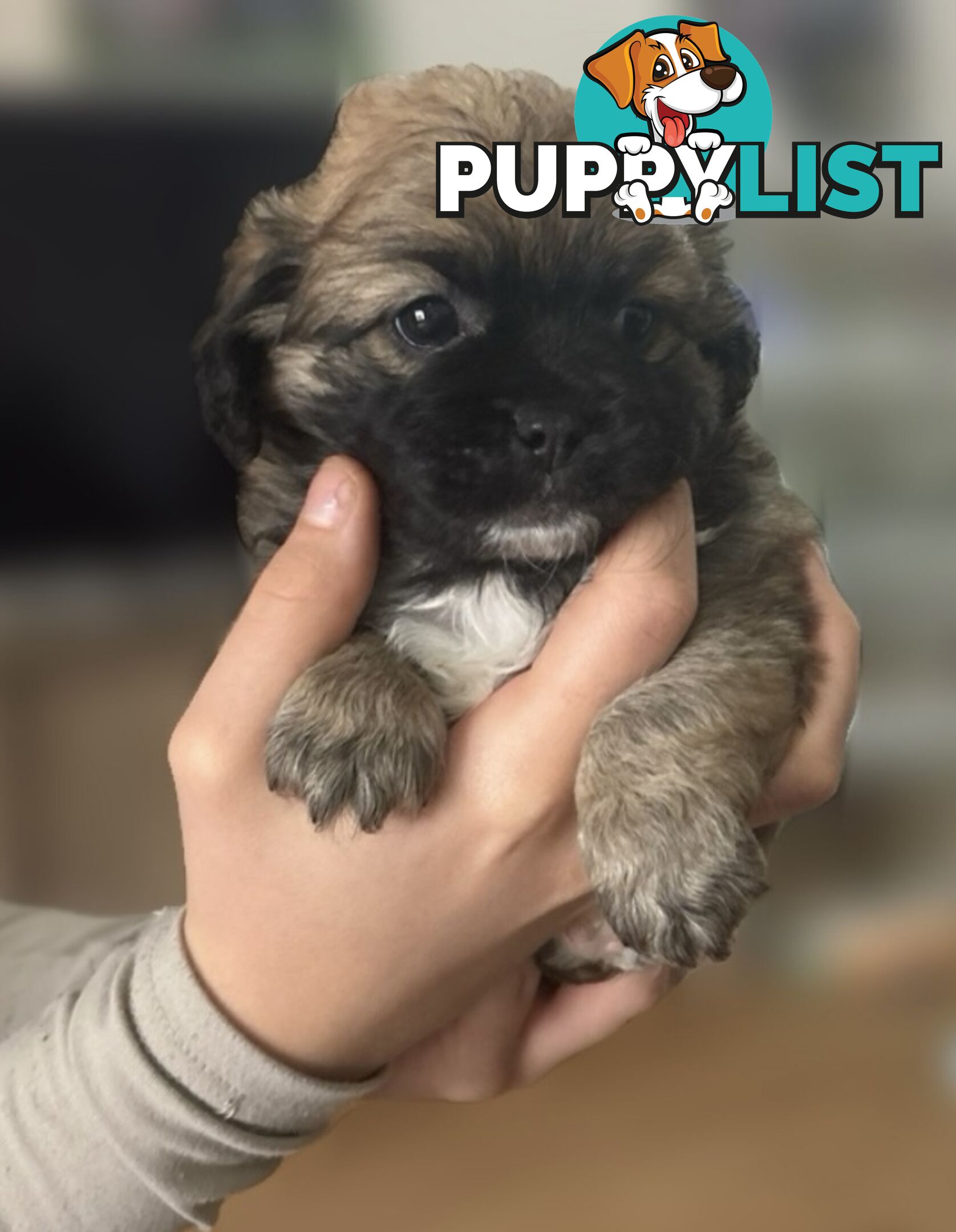 Tiboodle Puppies (Tibetan Spaniel x Toy Poodle