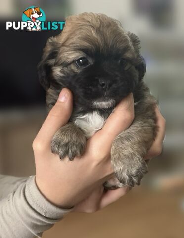 Tiboodle Puppies (Tibetan Spaniel x Toy Poodle