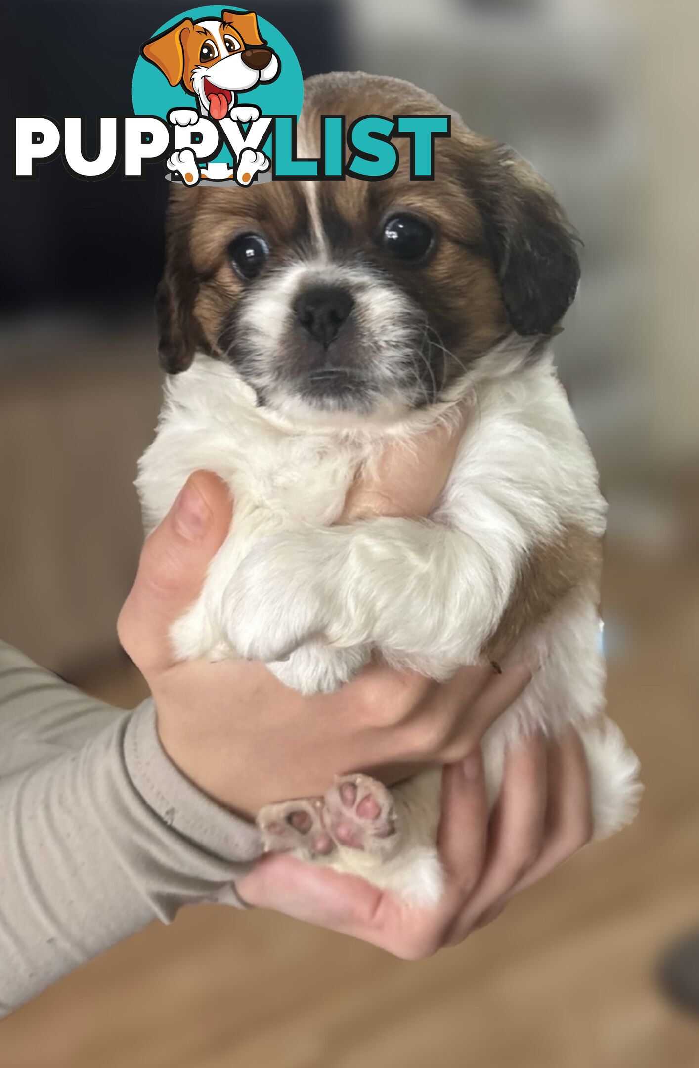 Tiboodle Puppies (Tibetan Spaniel x Toy Poodle