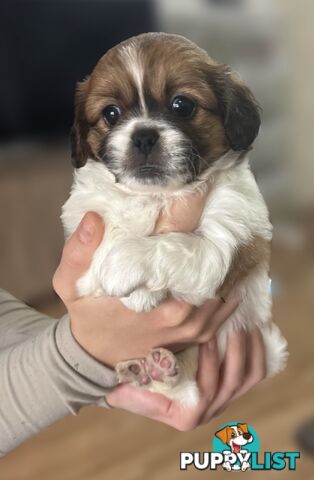 Tiboodle Puppies (Tibetan Spaniel x Toy Poodle