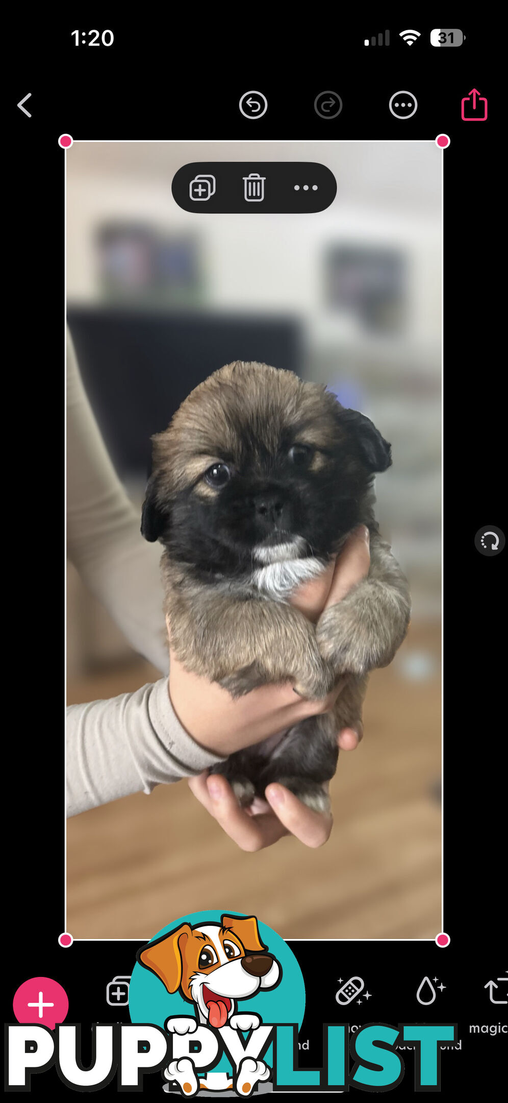 Tiboodle Puppies (Tibetan Spaniel x Toy Poodle