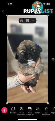 Tiboodle Puppies (Tibetan Spaniel x Toy Poodle