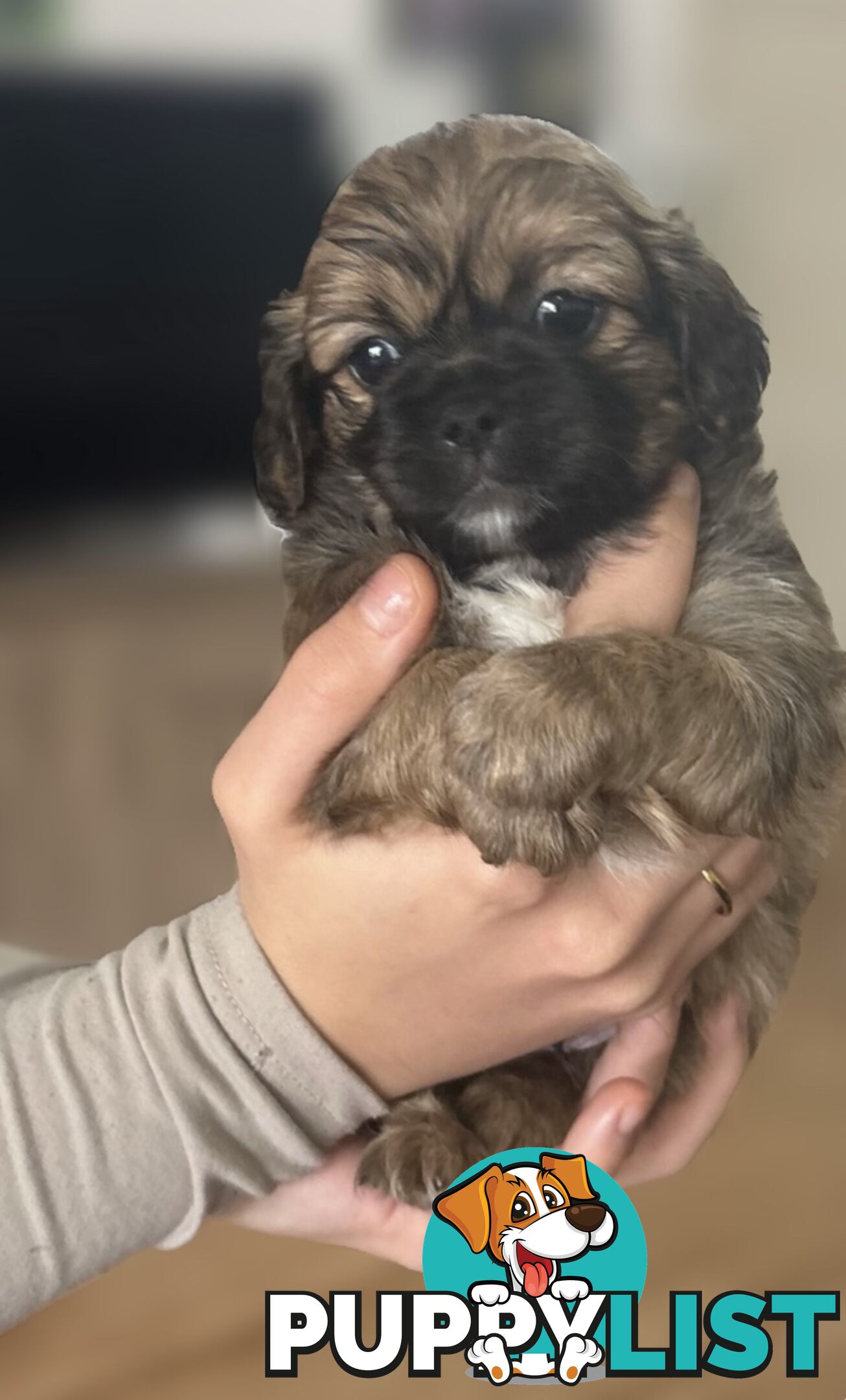 Tiboodle Puppies (Tibetan Spaniel x Toy Poodle