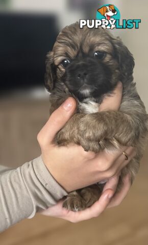 Tiboodle Puppies (Tibetan Spaniel x Toy Poodle