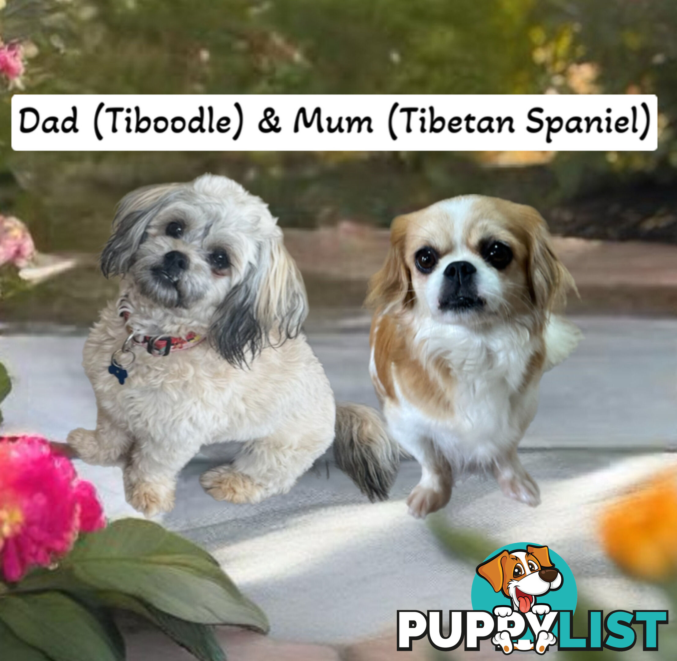 Tiboodle Puppies (Tibetan Spaniel x Toy Poodle