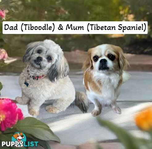 Tiboodle Puppies (Tibetan Spaniel x Toy Poodle