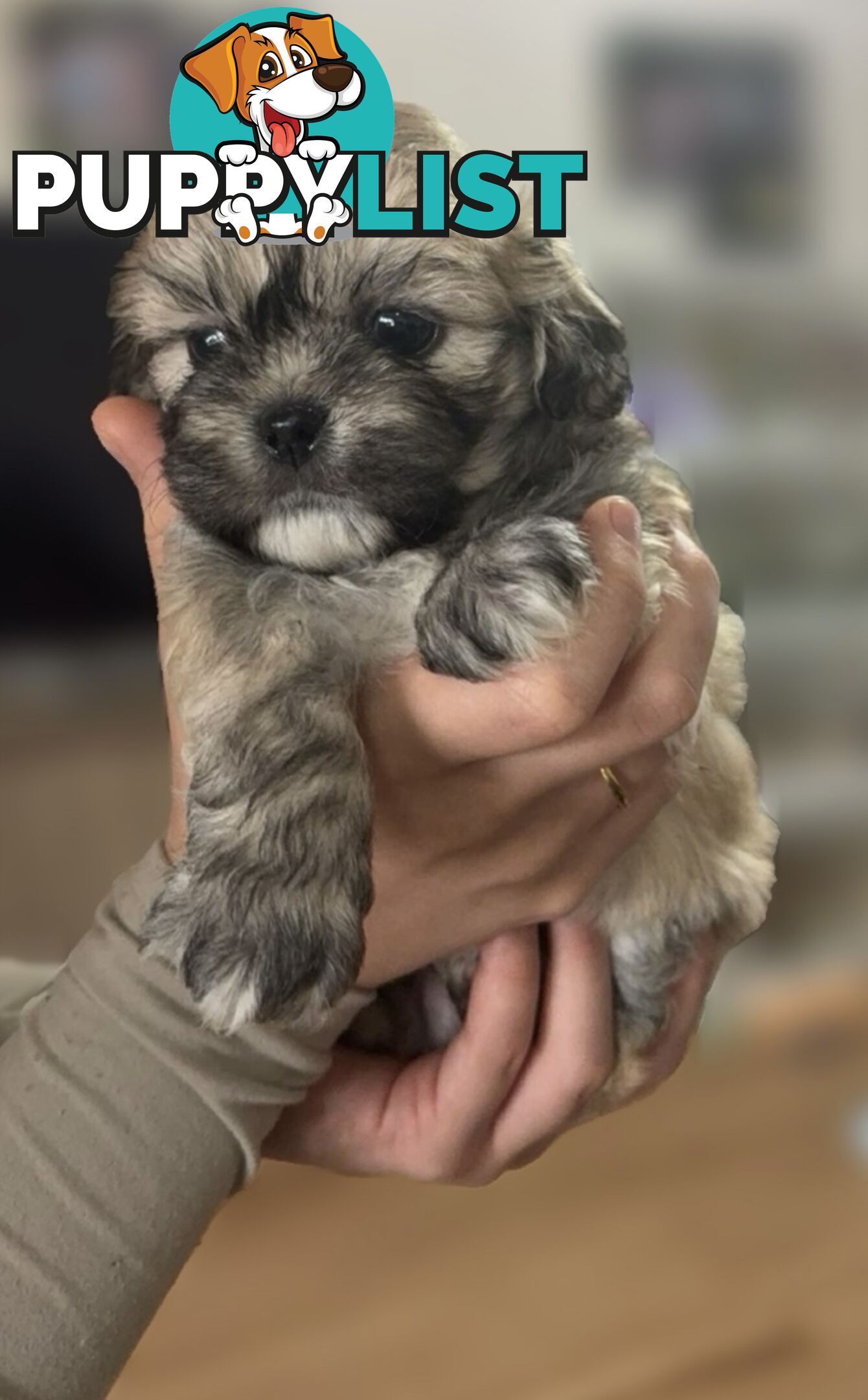 Tiboodle Puppies (Tibetan Spaniel x Toy Poodle