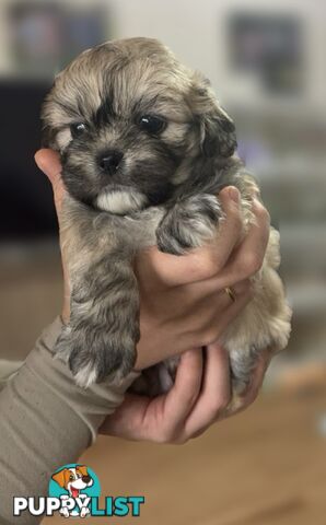 Tiboodle Puppies (Tibetan Spaniel x Toy Poodle