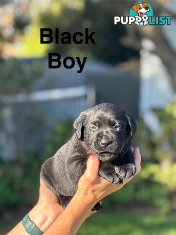 Pure Bred Labrador Puppies