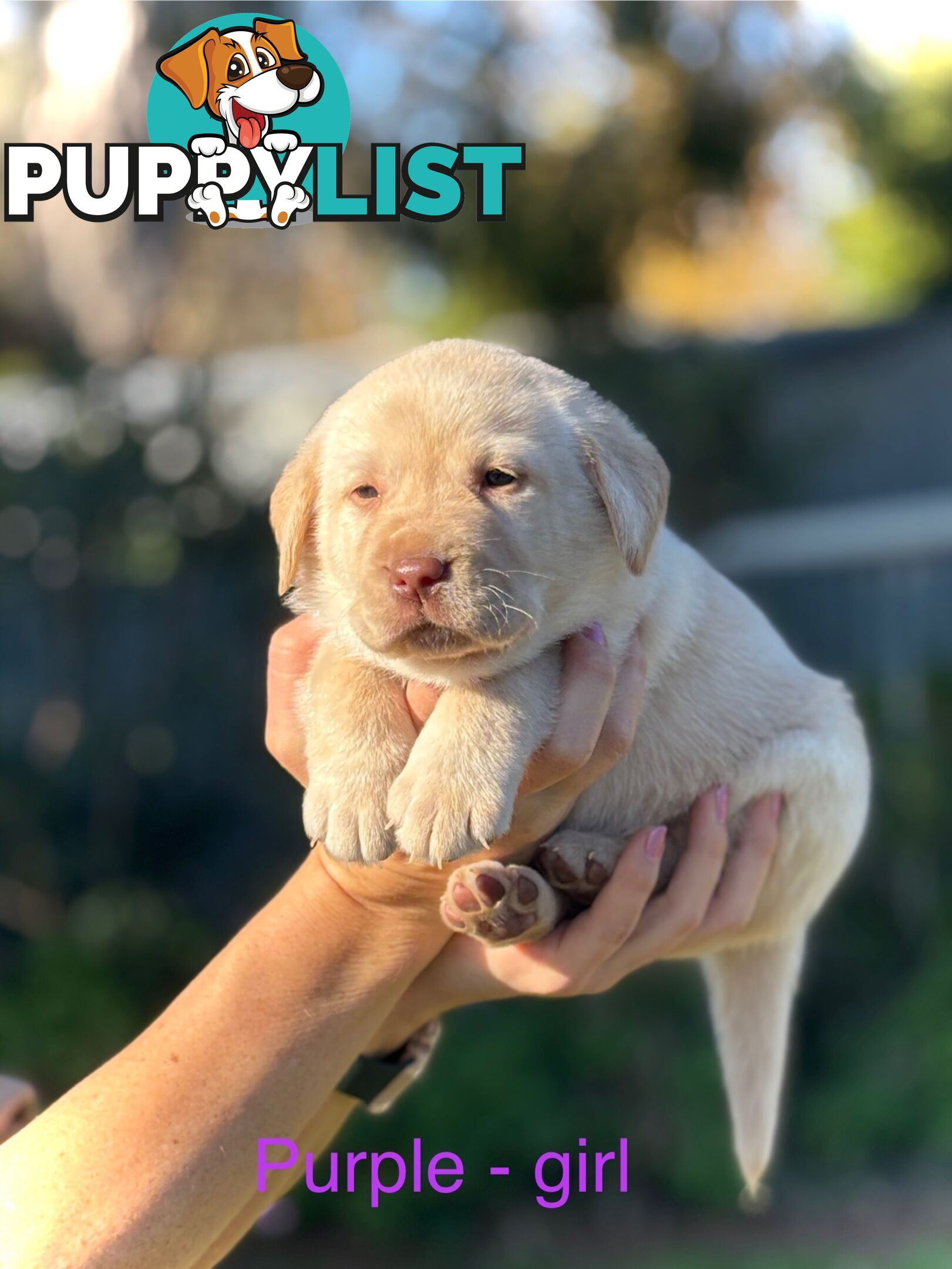 Pure Bred Labrador Puppies