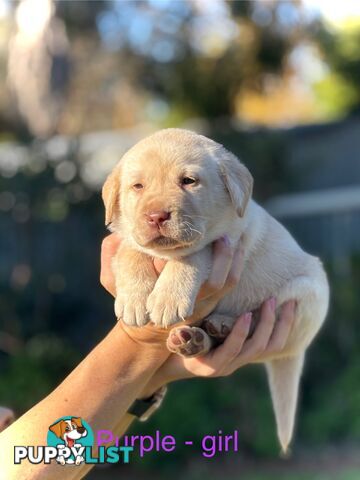 Pure Bred Labrador Puppies
