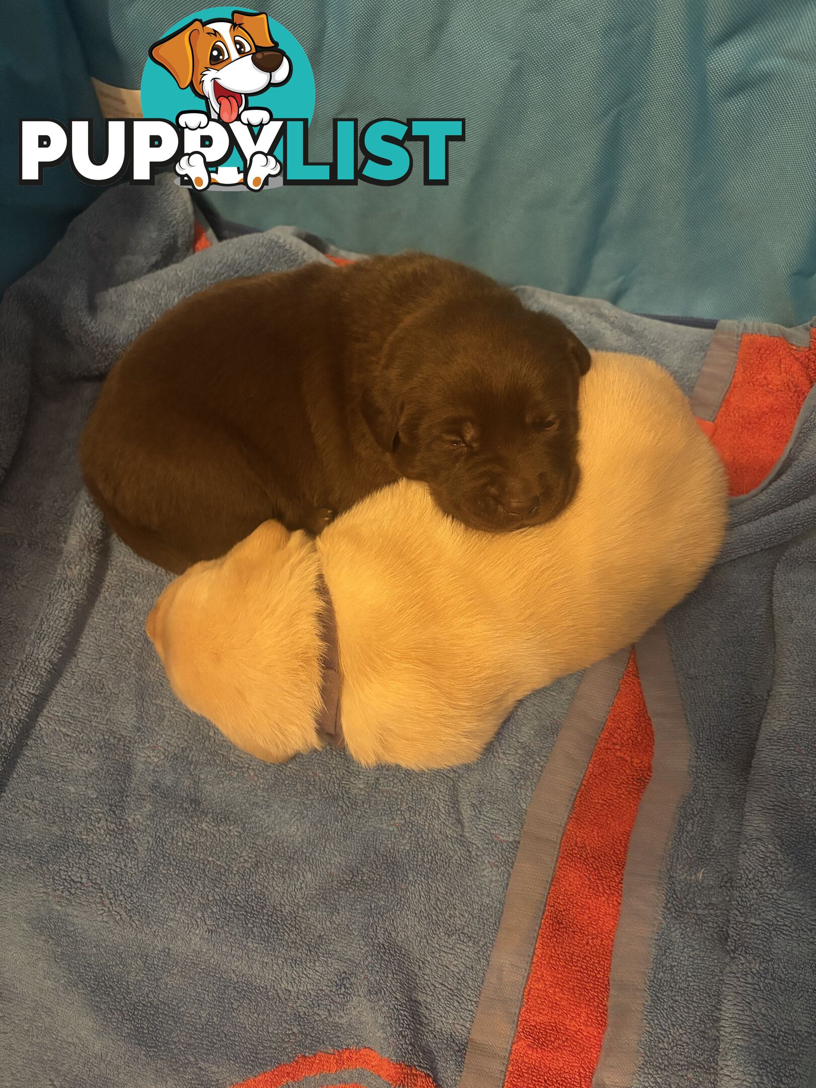 Pure Bred Labrador Puppies