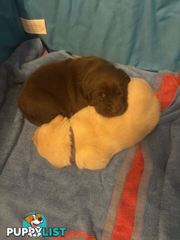 Pure Bred Labrador Puppies