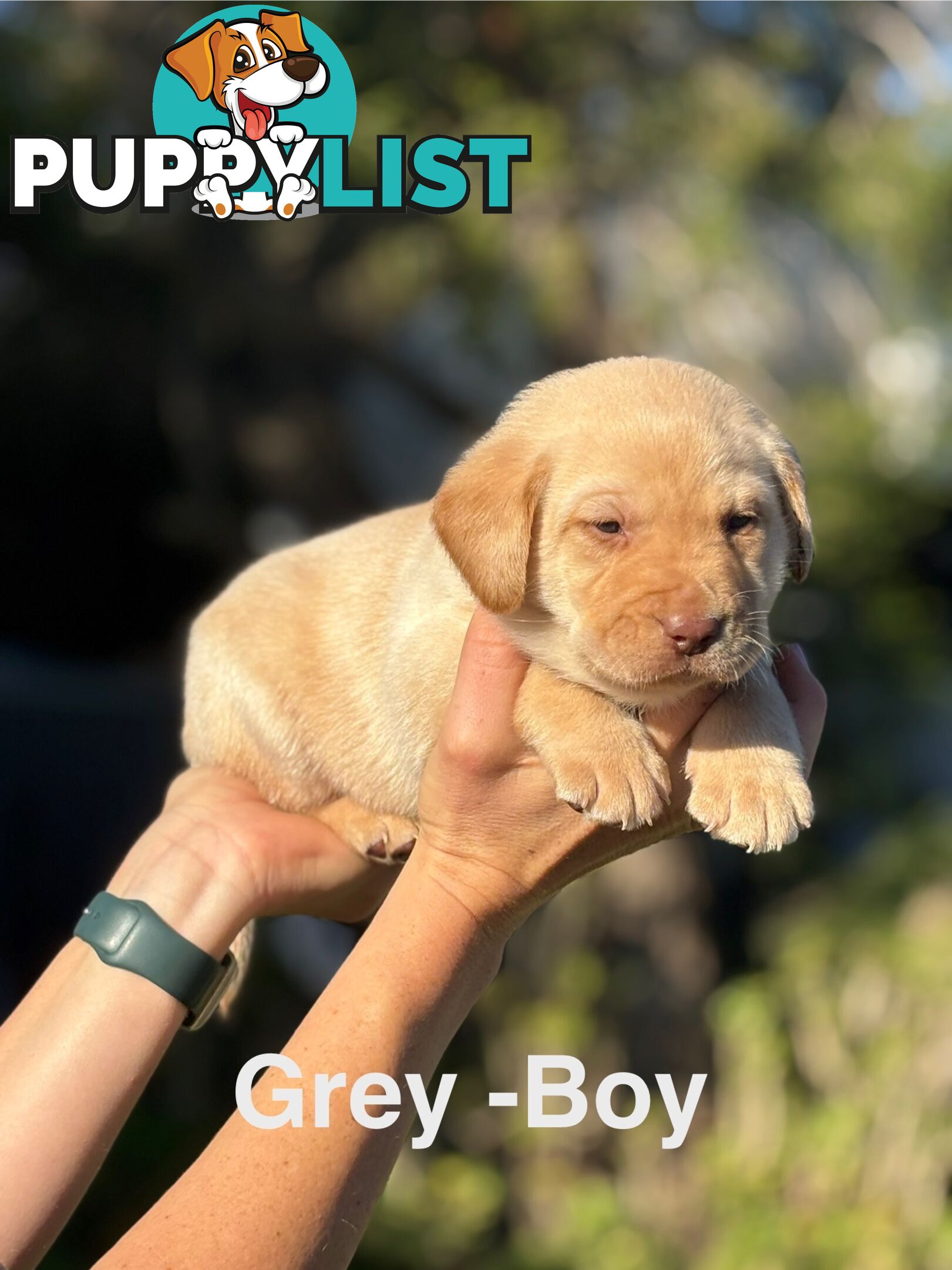 Pure Bred Labrador Puppies