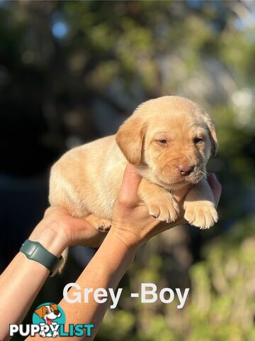 Pure Bred Labrador Puppies